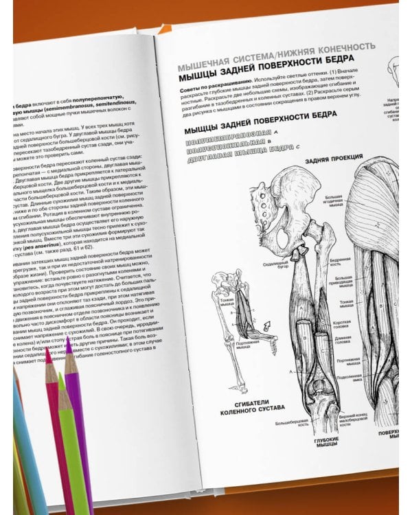 Анатомия человека: атлас-раскраска