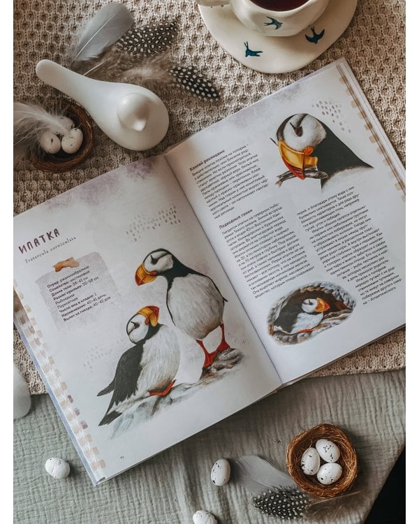 Птицы Камчатки и Командорских островов. Где найти и как узнать