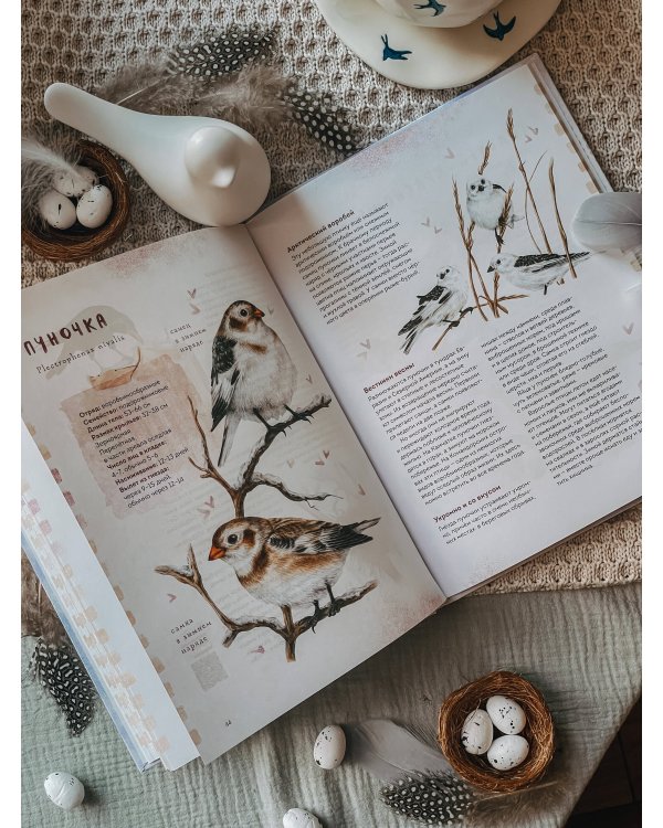 Птицы Камчатки и Командорских островов. Где найти и как узнать