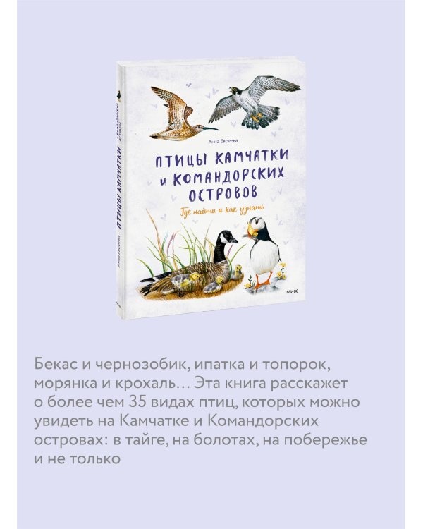 Птицы Камчатки и Командорских островов. Где найти и как узнать
