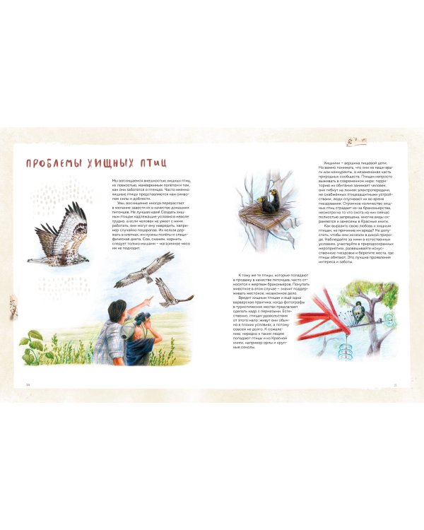 Птицы Камчатки и Командорских островов. Где найти и как узнать