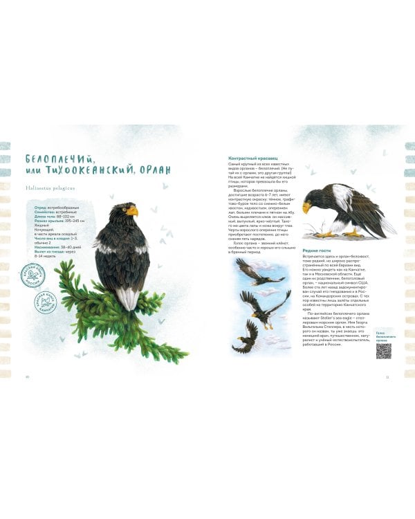 Птицы Камчатки и Командорских островов. Где найти и как узнать