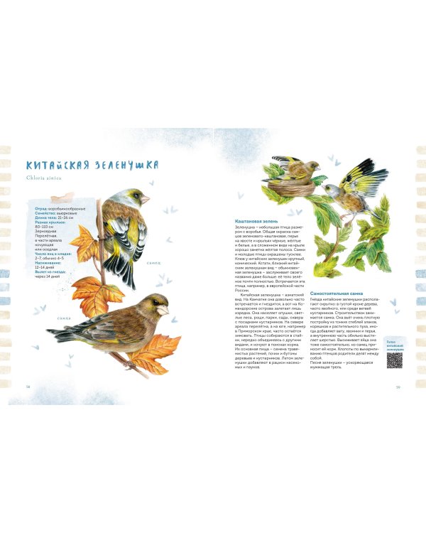 Птицы Камчатки и Командорских островов. Где найти и как узнать