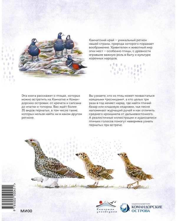 Птицы Камчатки и Командорских островов. Где найти и как узнать