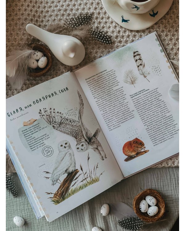 Птицы Камчатки и Командорских островов. Где найти и как узнать