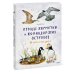 Птицы Камчатки и Командорских островов. Где найти и как узнать