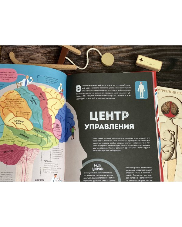 Тело человека. Как работает наш удивительный организм