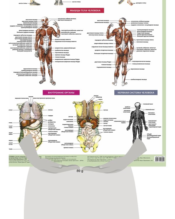 Анатомия человека. Костная, мышечная, кровеносная системы и внутренние органы