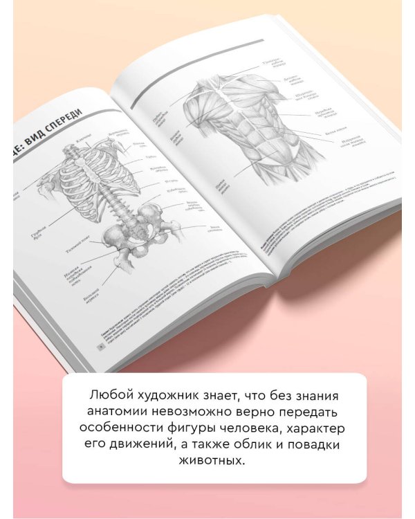 Анатомия для художников