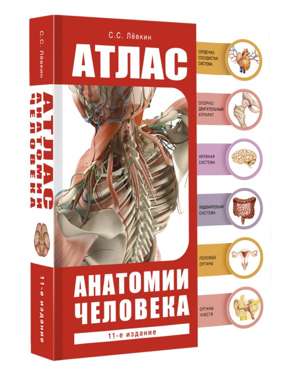 Атлас анатомии человека