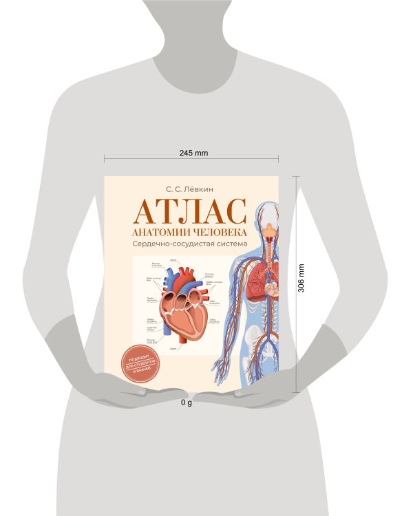 Атлас анатомии человека. Сердечно-сосудистая система