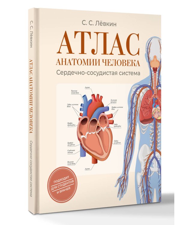 Атлас анатомии человека. Сердечно-сосудистая система