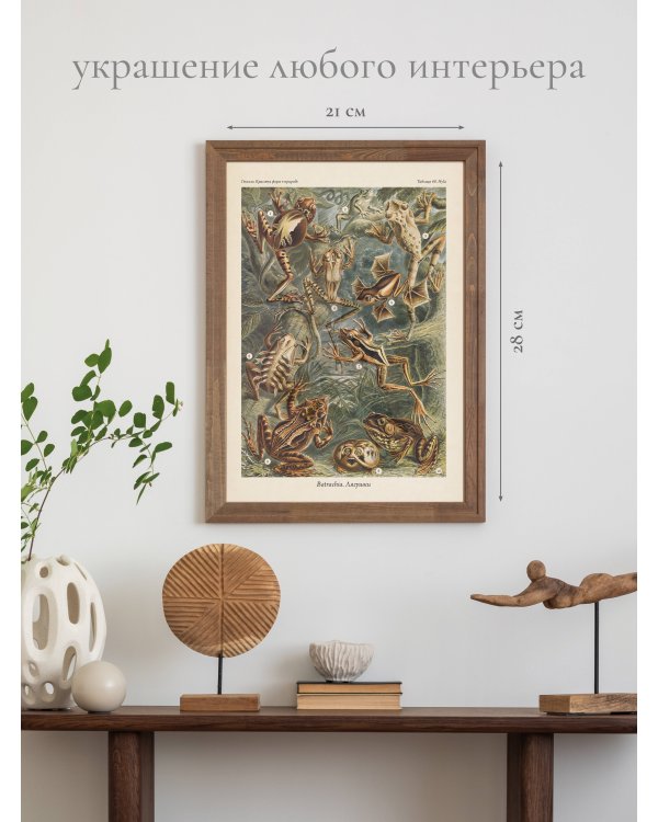 Красота форм в природе. Альбом старинных иллюстраций