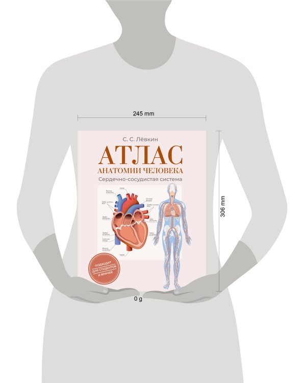 Атлас анатомии человека. Сердечно-сосудистая система