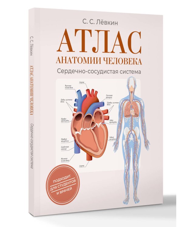 Атлас анатомии человека. Сердечно-сосудистая система