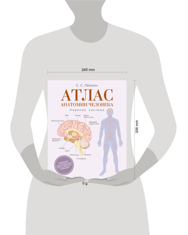 Атлас анатомии человека. Нервная система
