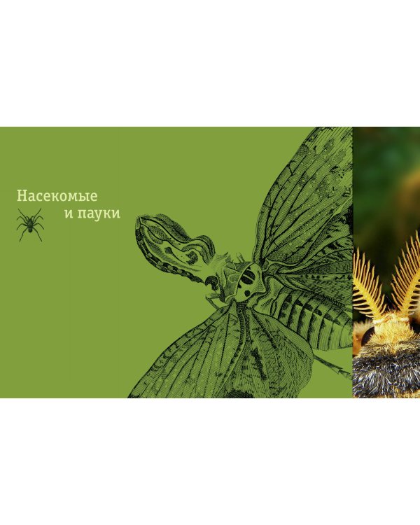 Редкие и удивительные животные нашей планеты. Энциклопедия для детей