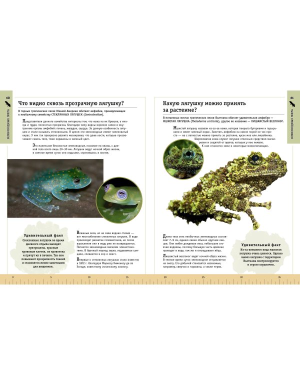 Редкие и удивительные животные нашей планеты. Энциклопедия для детей