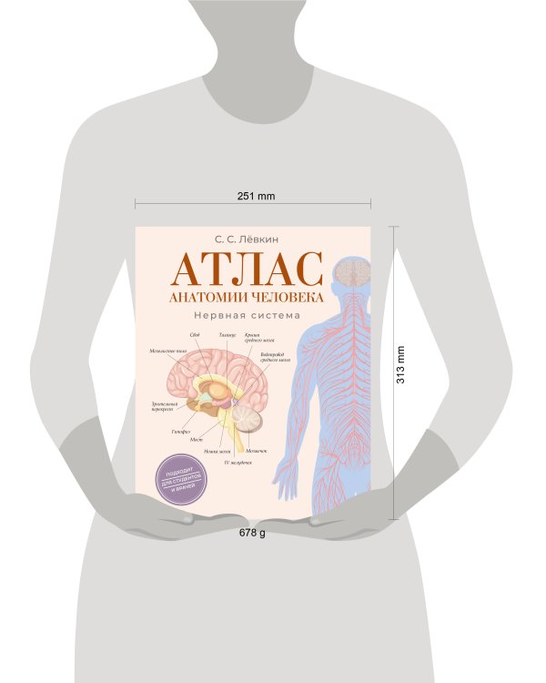 Атлас анатомии человека. Нервная система