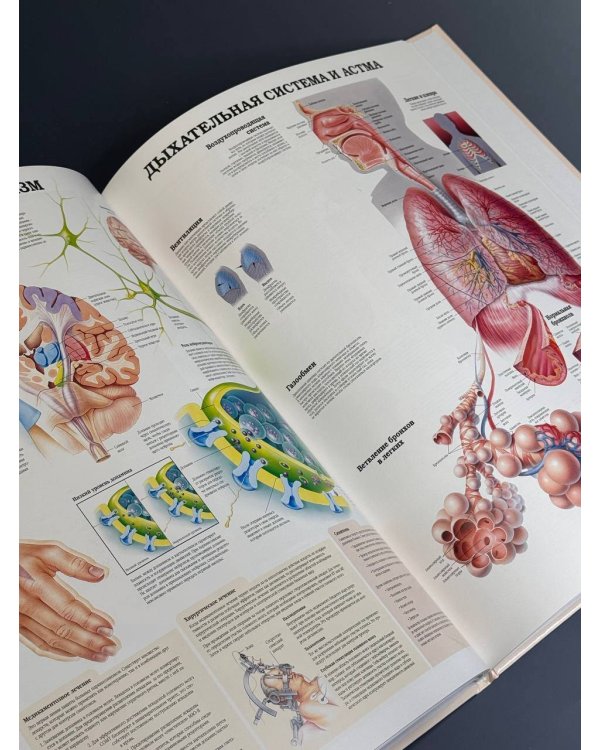 Большой атлас анатомии человека