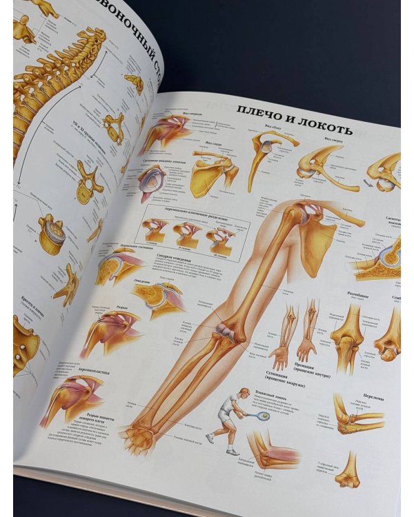 Большой атлас анатомии человека