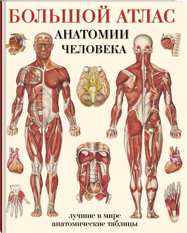 Большой атлас анатомии человека