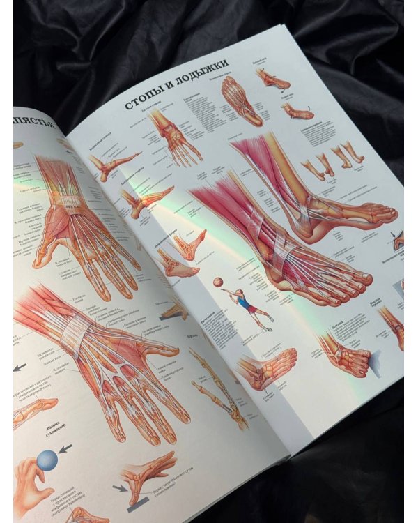 Большой атлас анатомии человека