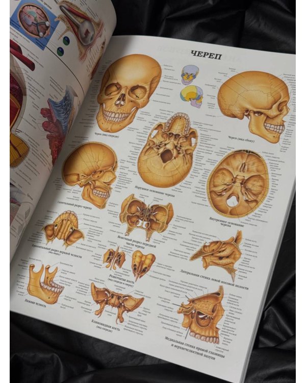 Большой атлас анатомии человека