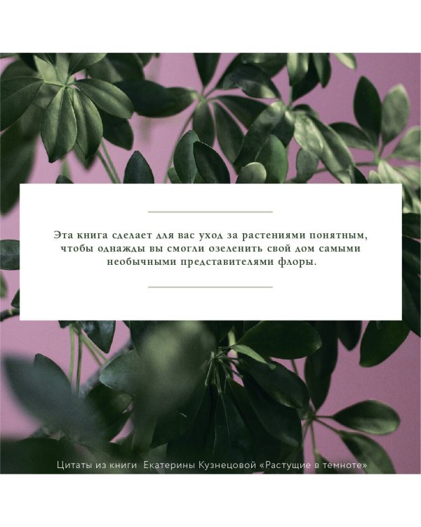 Растущие в темноте. Комнатные растения для укромных уголков вашего дома