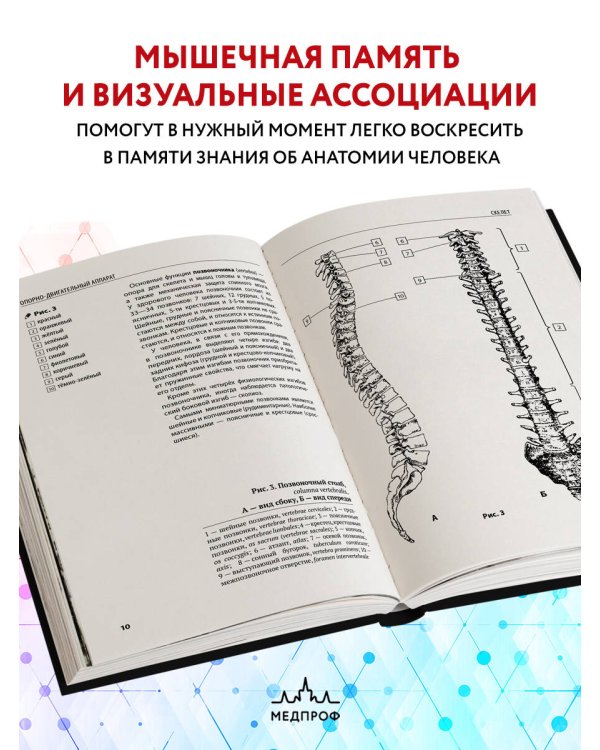Анатомия человека: компактный атлас-раскраска