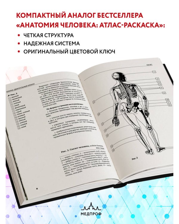 Анатомия человека: компактный атлас-раскраска
