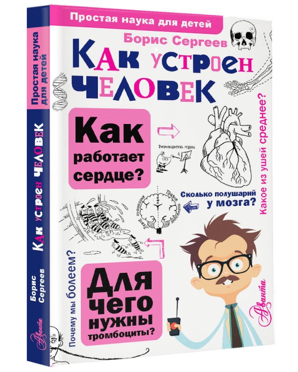 Как устроен человек