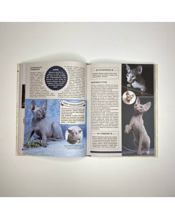 Большая энциклопедия. Кошки