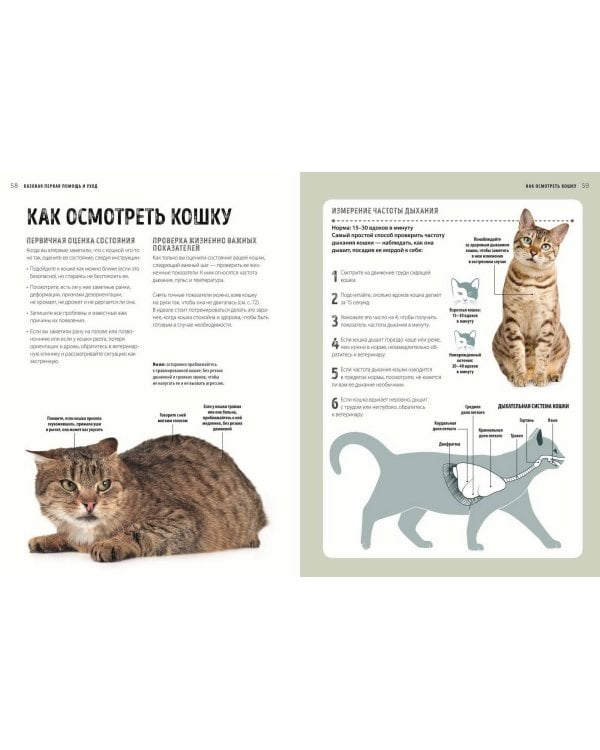 Первая помощь кошкам. Осмотр, действия в экстренных ситуациях, аптечка первой помощи, здоровье, корм