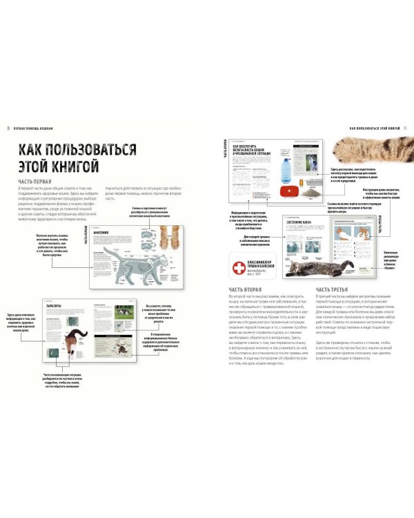 Первая помощь кошкам. Осмотр, действия в экстренных ситуациях, аптечка первой помощи, здоровье, корм