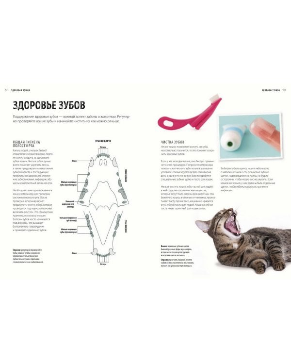 Первая помощь кошкам. Осмотр, действия в экстренных ситуациях, аптечка первой помощи, здоровье, корм