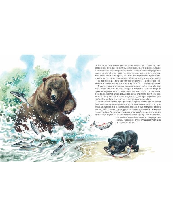 Гризли (ил. В. Канивца)