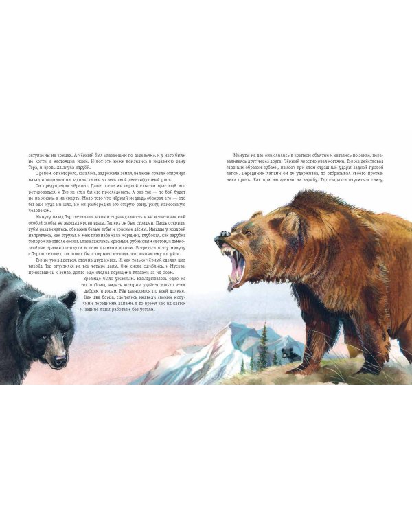 Гризли (ил. В. Канивца)