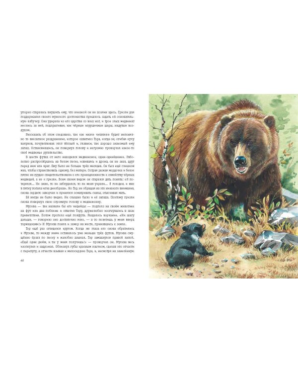 Гризли (ил. В. Канивца)