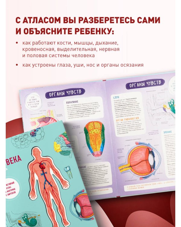Тело человека. Интерактивный атлас по анатомии с вырубкой. Разбери свое тело на 6 систем. Слой за слоем