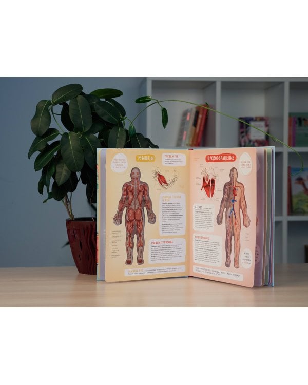 Тело человека. Интерактивный атлас по анатомии с вырубкой. Разбери свое тело на 6 систем. Слой за слоем