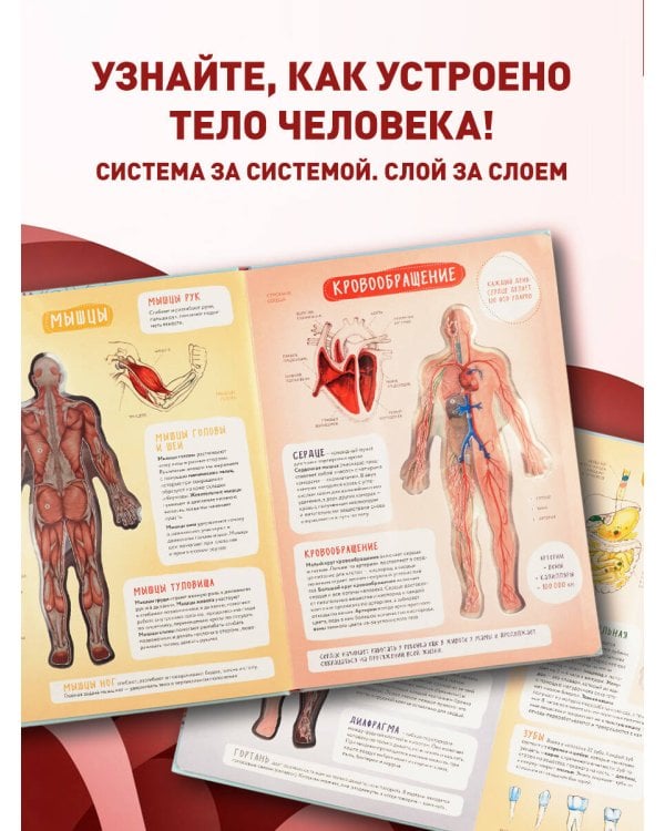 Тело человека. Интерактивный атлас по анатомии с вырубкой. Разбери свое тело на 6 систем. Слой за слоем
