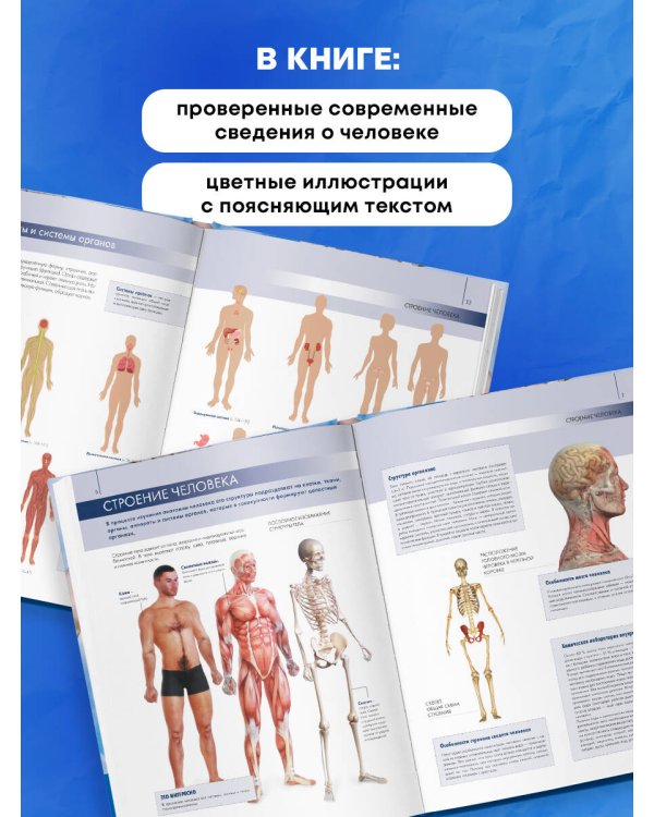 Анатомия человека: большой популярный атлас