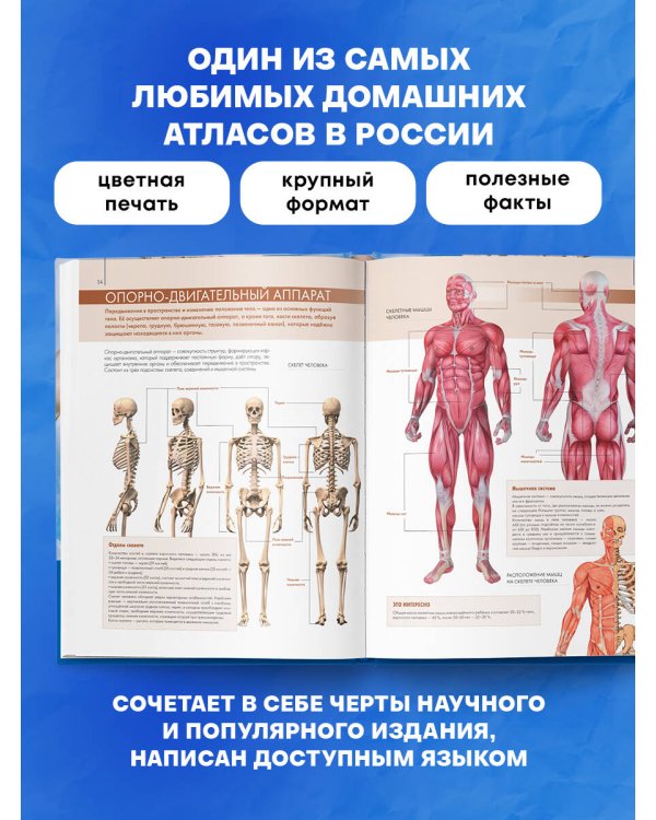 Анатомия человека: большой популярный атлас