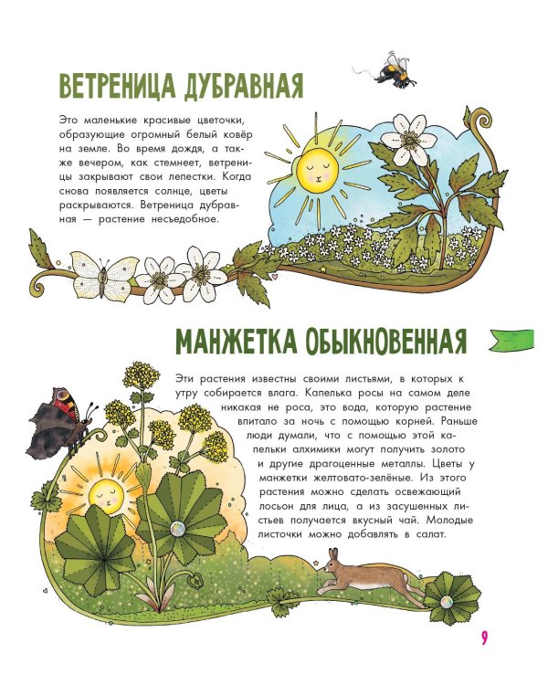 Цветы и растения