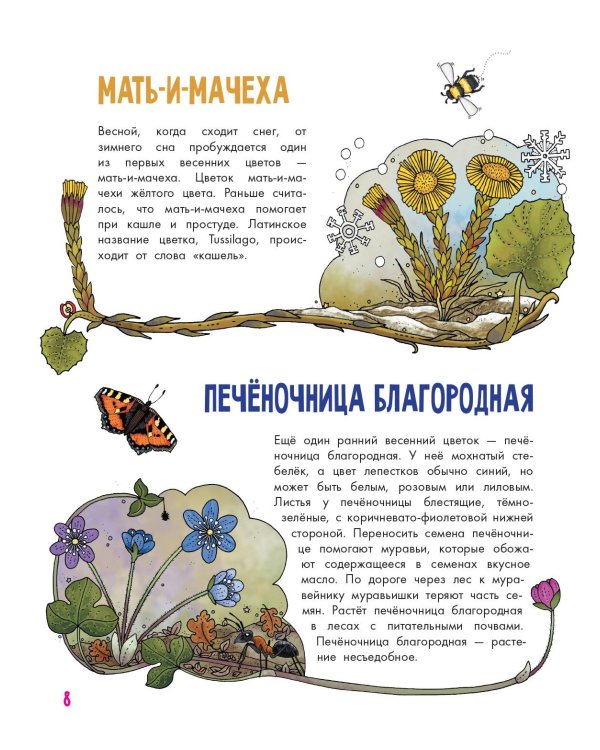 Цветы и растения