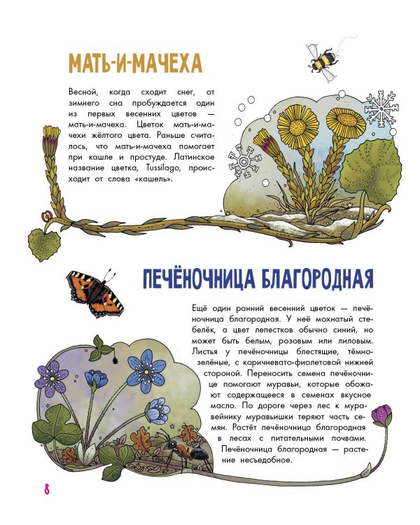 Цветы и растения