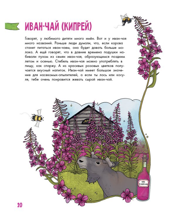 Цветы и растения