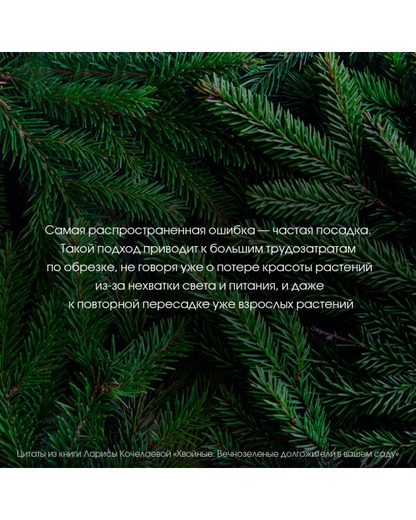 Энциклопедия хвойных растений. Вечнозелёные долгожители в вашем саду