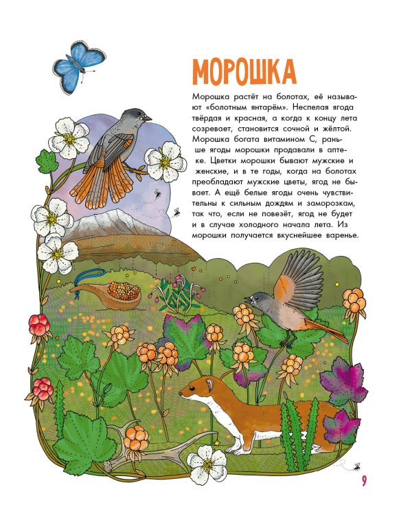 Грибы и ягоды